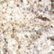 Giallo Ornamentale Granite Slabs for Countertop and Vanity Top