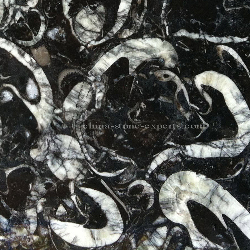 High Polished Sea Shell Black Fossil Marble Slab (YQZ-MS1004)