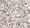 Chinese Pearl White Granite Slab for Flooring Kitchen Countertop(YQG-GS1010)