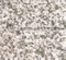Chinese Pearl White Granite Slab for Flooring Kitchen Countertop