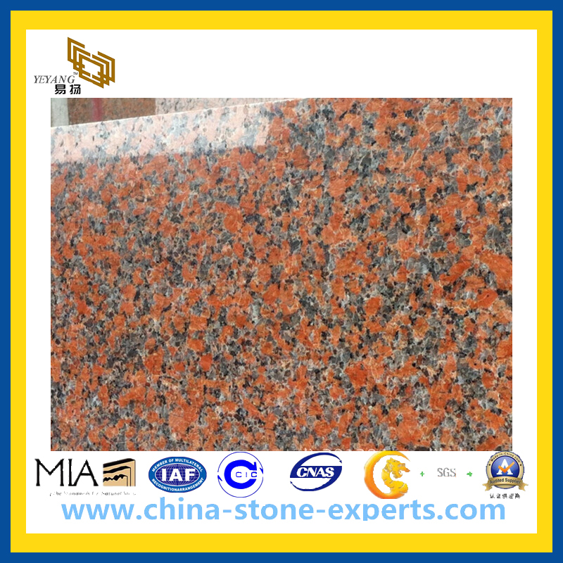 G562 Maple Red / Pink Granite Slab for Countertops and Tile (YQZ-GS)